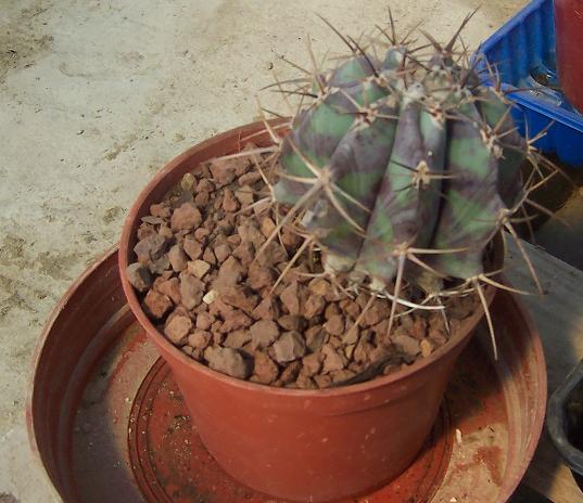 [Foto de planta, jardin, jardineria]