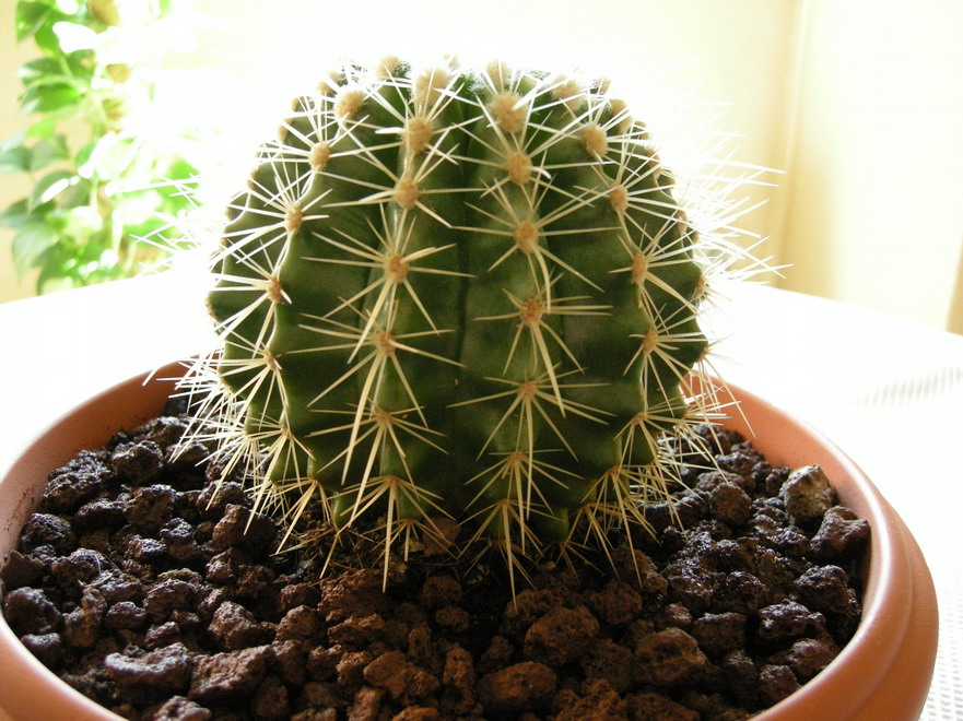 [Foto de planta, jardin, jardineria]
