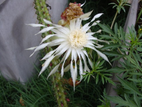 [Foto de planta, jardin, jardineria]