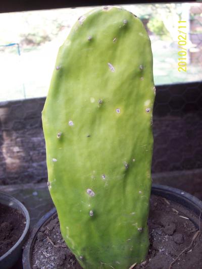 [Foto de planta, jardin, jardineria]