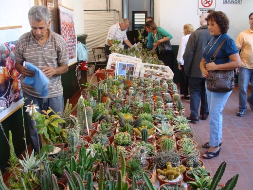 [Foto de planta, jardin, jardineria]