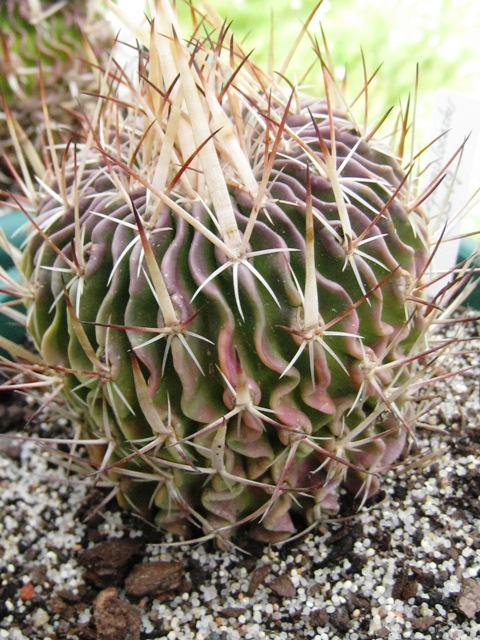 [Foto de planta, jardin, jardineria]