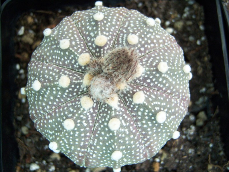 [Foto de planta, jardin, jardineria]