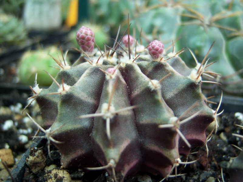 [Foto de planta, jardin, jardineria]