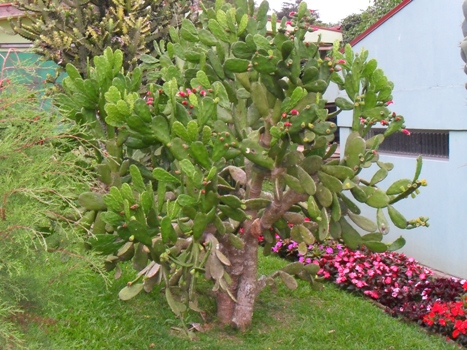 [Foto de planta, jardin, jardineria]