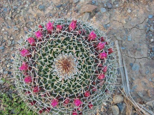 [Foto de planta, jardin, jardineria]