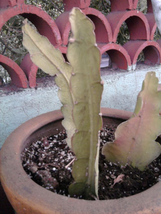 [Foto de planta, jardin, jardineria]