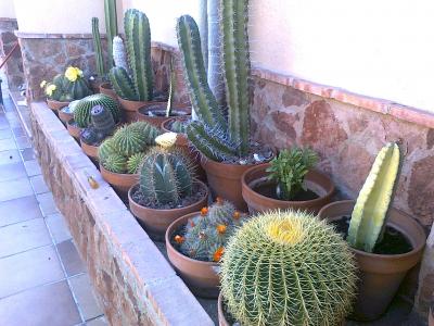 [Foto de planta, jardin, jardineria]