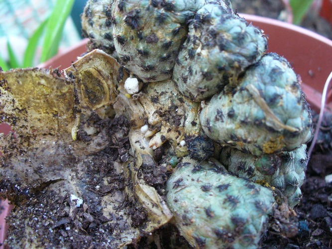 [Foto de planta, jardin, jardineria]