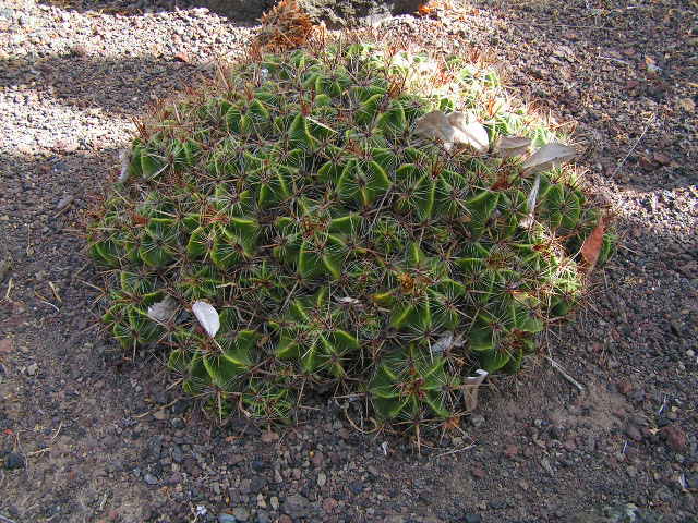 [Foto de planta, jardin, jardineria]