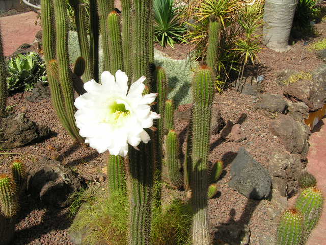 [Foto de planta, jardin, jardineria]