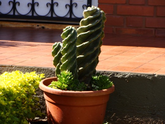 [Foto de planta, jardin, jardineria]