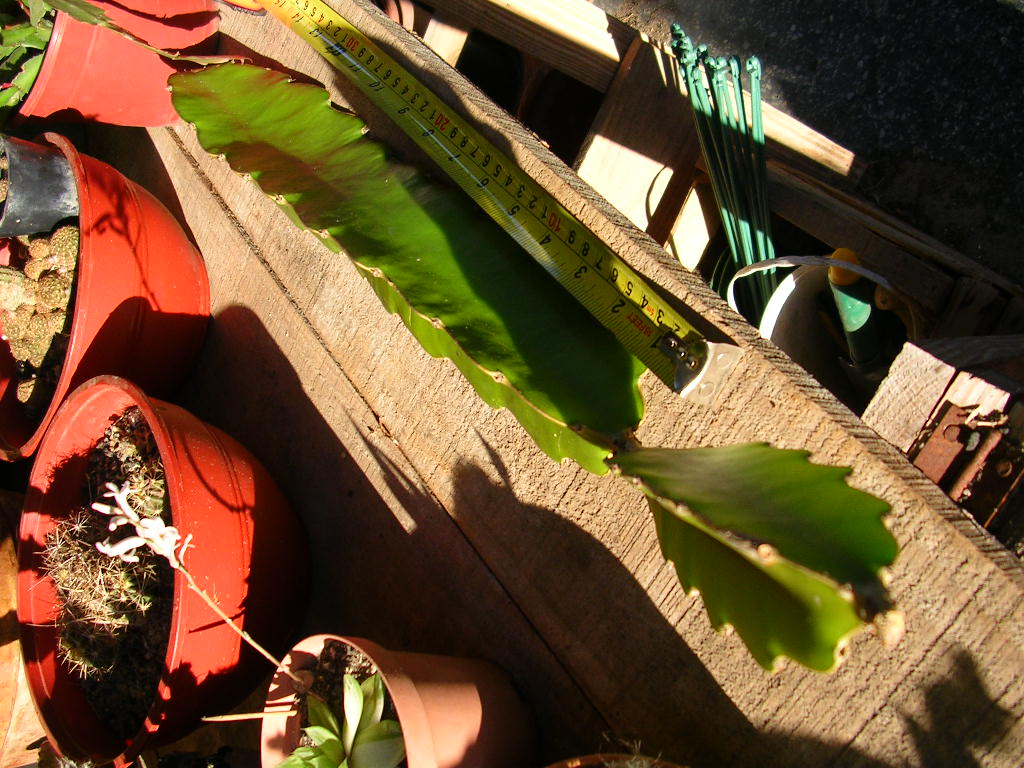 [Foto de planta, jardin, jardineria]
