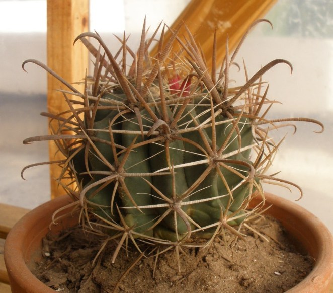 [Foto de planta, jardin, jardineria]