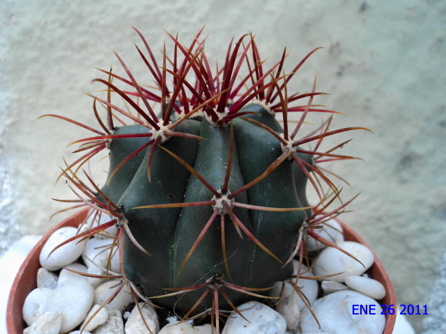 [Foto de planta, jardin, jardineria]