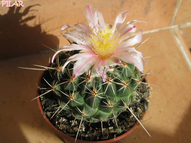 [Foto de planta, jardin, jardineria]