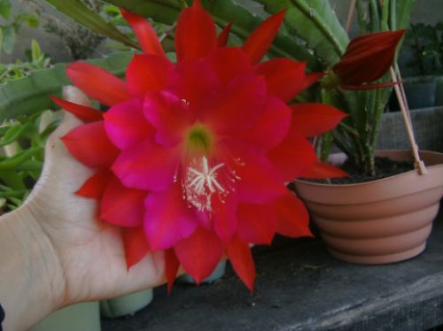 [Foto de planta, jardin, jardineria]