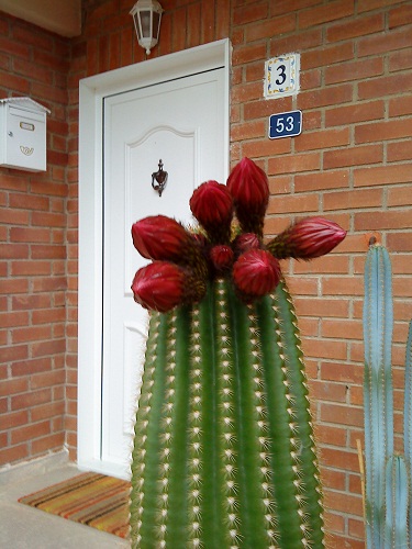 [Foto de planta, jardin, jardineria]