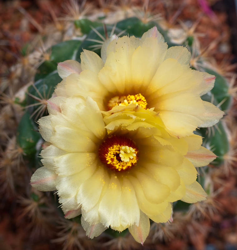 [Foto de planta, jardin, jardineria]