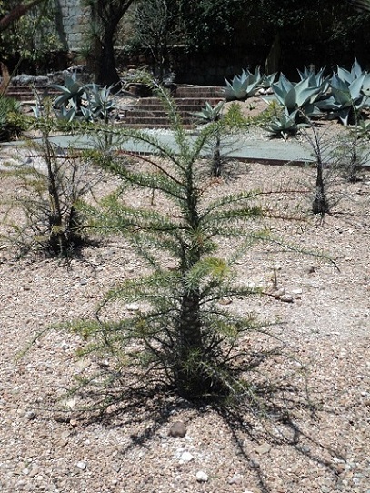 [Foto de planta, jardin, jardineria]