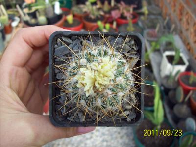 [Foto de planta, jardin, jardineria]