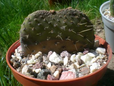 [Foto de planta, jardin, jardineria]