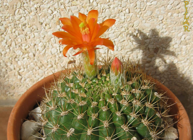 [Foto de planta, jardin, jardineria]