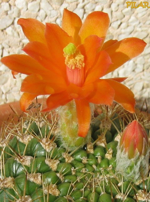 [Foto de planta, jardin, jardineria]