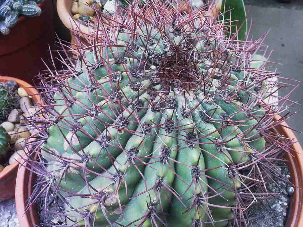[Foto de planta, jardin, jardineria]