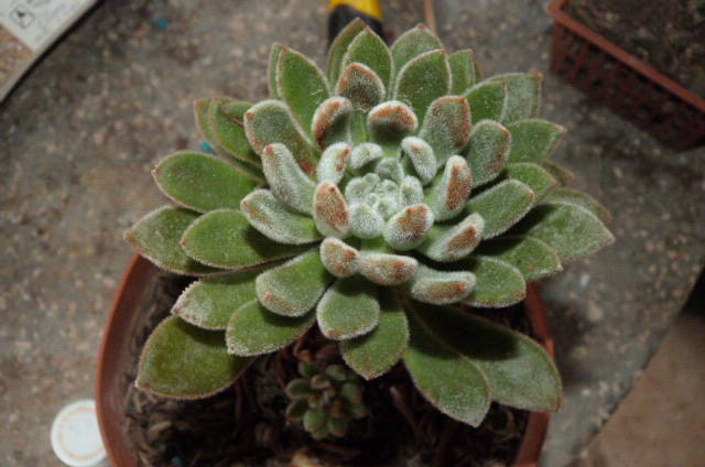 [Foto de planta, jardin, jardineria]