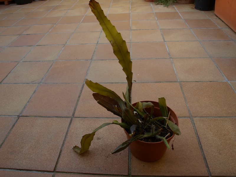 [Foto de planta, jardin, jardineria]