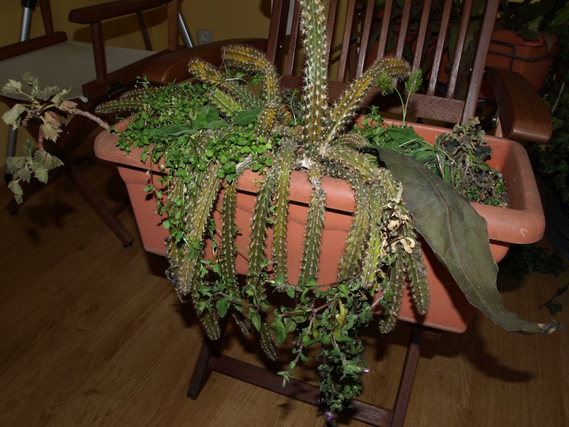[Foto de planta, jardin, jardineria]