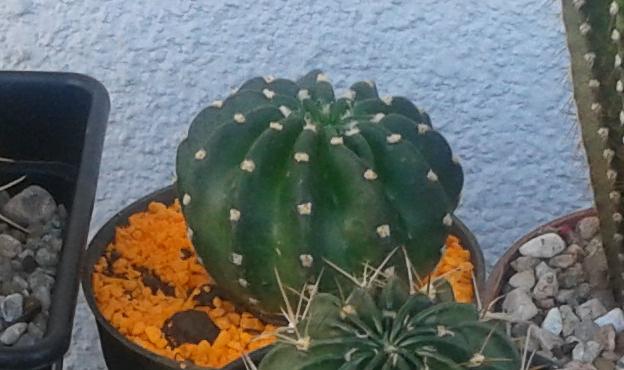 [Foto de planta, jardin, jardineria]