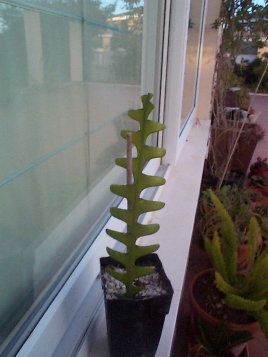 [Foto de planta, jardin, jardineria]