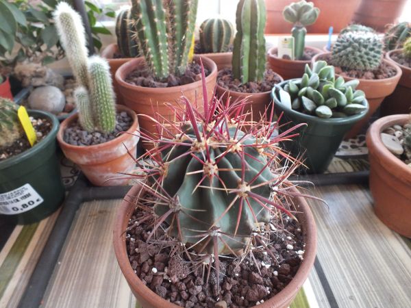 [Foto de planta, jardin, jardineria]