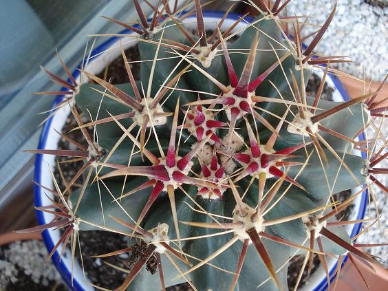 [Foto de planta, jardin, jardineria]