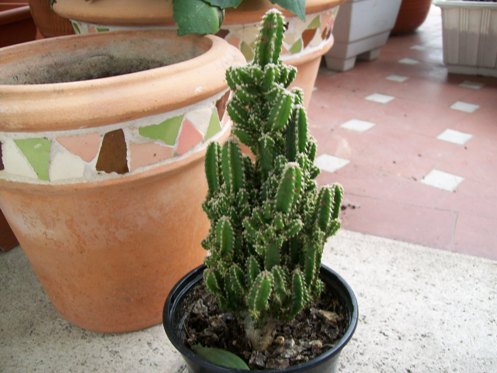 [Foto de planta, jardin, jardineria]