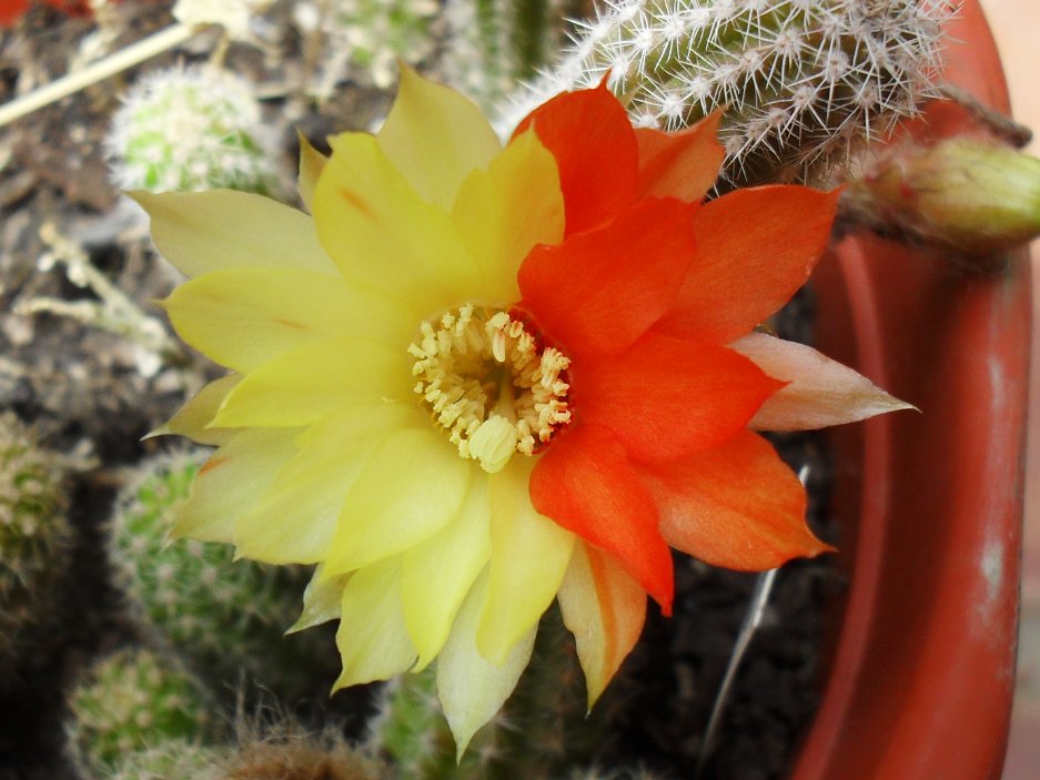 [Foto de planta, jardin, jardineria]