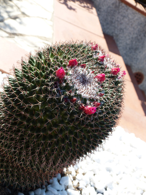 [Foto de planta, jardin, jardineria]