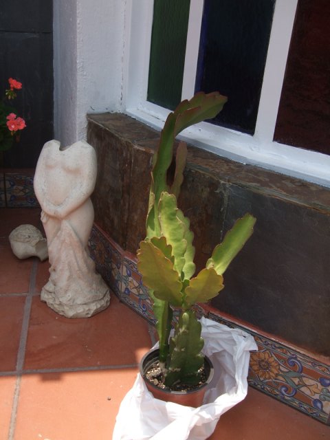 [Foto de planta, jardin, jardineria]