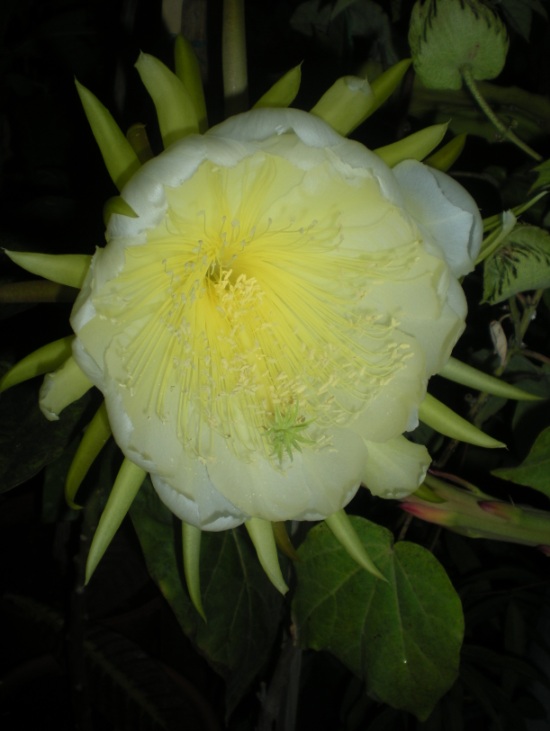 [Foto de planta, jardin, jardineria]