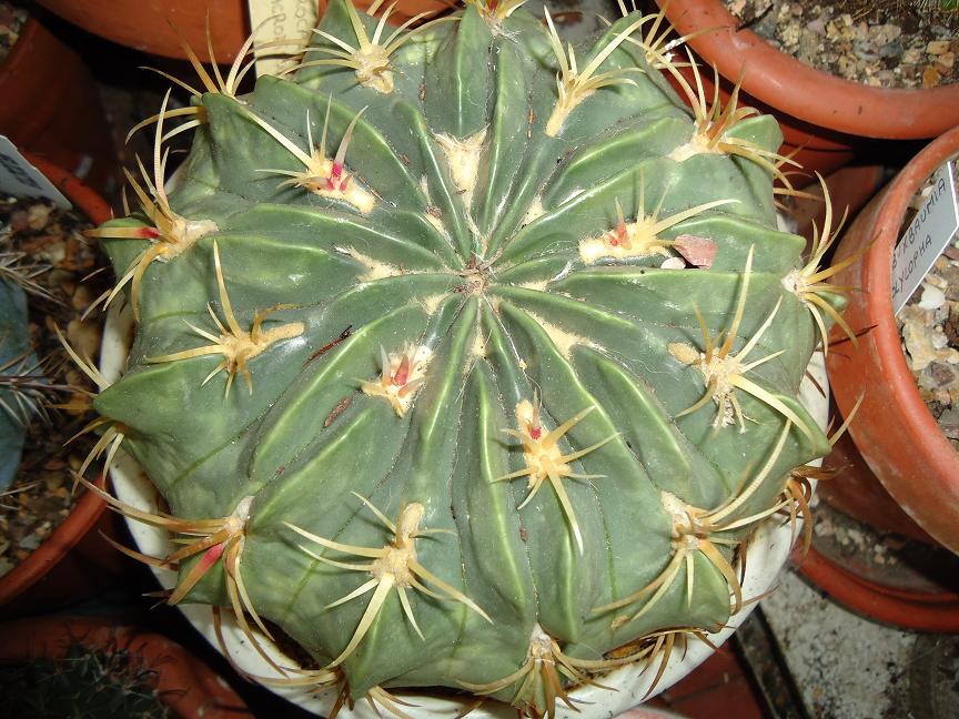 [Foto de planta, jardin, jardineria]
