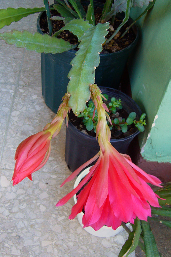 [Foto de planta, jardin, jardineria]