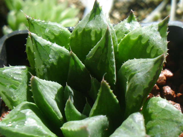 [Foto de planta, jardin, jardineria]