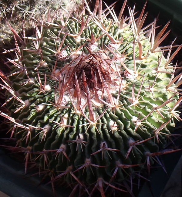 [Foto de planta, jardin, jardineria]