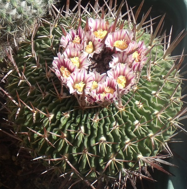 [Foto de planta, jardin, jardineria]