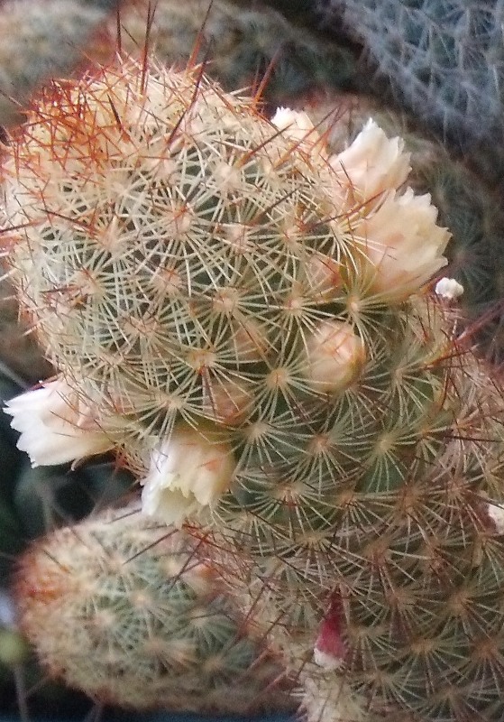 [Foto de planta, jardin, jardineria]