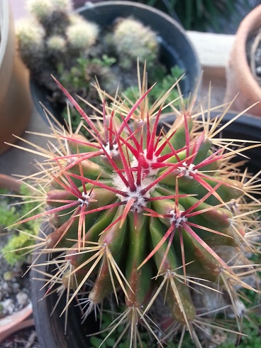 [Foto de planta, jardin, jardineria]