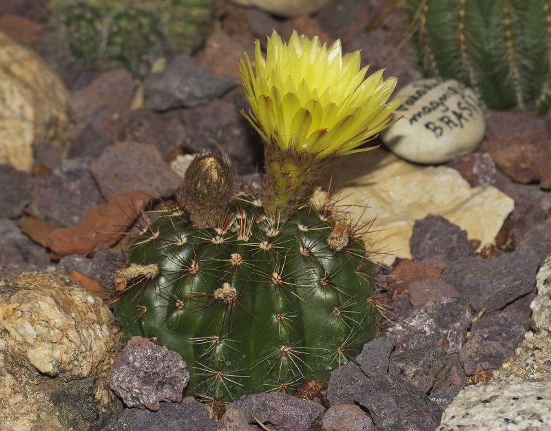 [Foto de planta, jardin, jardineria]