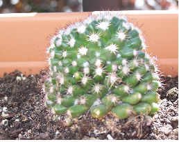 [Foto de planta, jardin, jardineria]